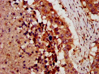 CRLF1 Antibody
