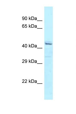 ATXN10 / SCA10 Antibody (C-Terminus)