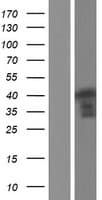 HOMER3 / Homer 3 Protein (Over-Expression Lysate Myc-DDK (Flag))
