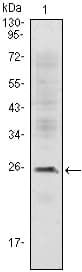 CD3E Antibody (clone 400)