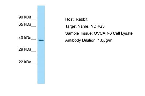 NDRG3 Antibody (C-Terminus)