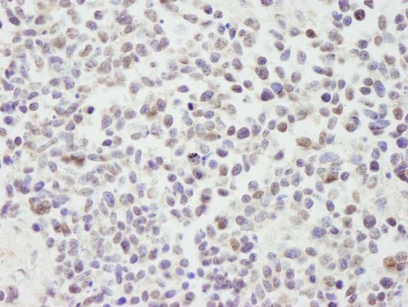 CUL3 / Cullin 3 Antibody (aa225-275)