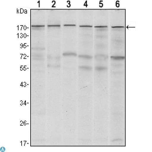 ESET / SETDB1 Antibody