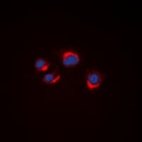 VN1R2 Antibody (Internal)