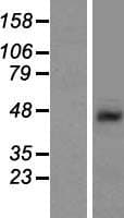 SHFM3 / FBXW4 Protein (Over-Expression Lysate Myc-DDK (Flag))