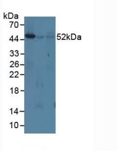 ICSBP / IRF8 Antibody (aa1-327)