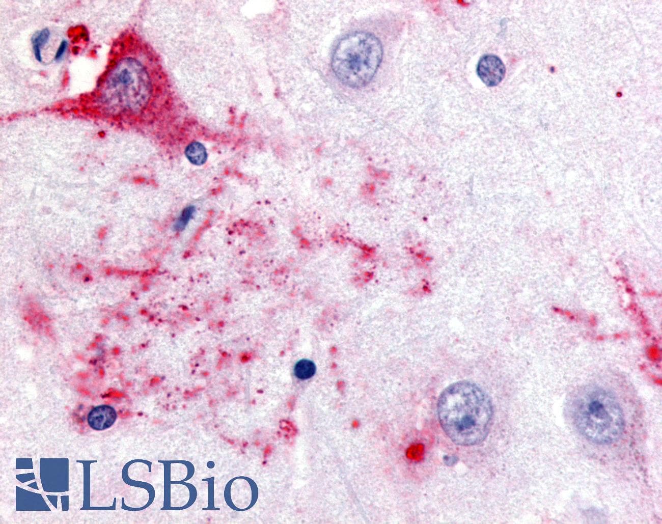 IHC-plus™ GPR39 Antibody (C-Terminus)