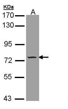 PDE9A Antibody (aa1-216)