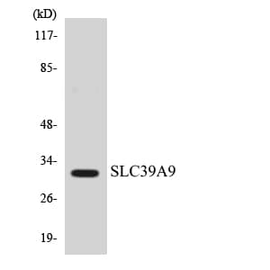 Polyclonal Rabbit anti-Human SLC39A9 Antibody (aa91-140, WB)