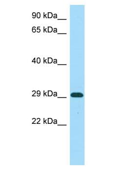 Polyclonal Rabbit anti-Human MICU1 / CBARA1 Antibody (aa210-259, WB)