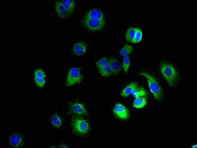 KCNH7 / ERG3 Antibody