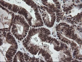 NUMB Antibody (clone OTI4F3, Carrier-free)