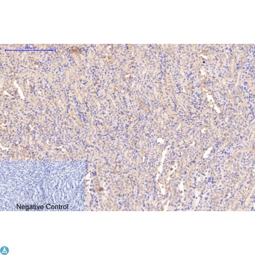 Collagen I Antibody