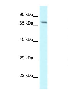 MAN1A1 Antibody (aa116-165)