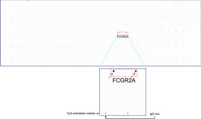 CD32A Antibody (clone UMAB60)