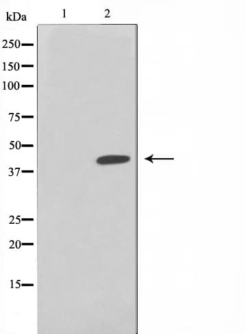 LASS4 Antibody