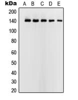 USF2 Antibody (Internal)