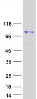Human ANAPC5 / APC5 Protein (Recombinant Myc-DDK (Flag))