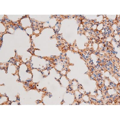 GATA4 Antibody (phospho-Ser105)