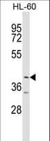 BPOZ / ABTB1 Antibody (aa371-398)