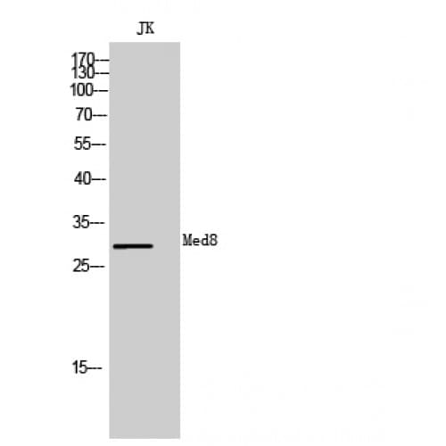 MED8 Antibody (70-150 aa, Internal)