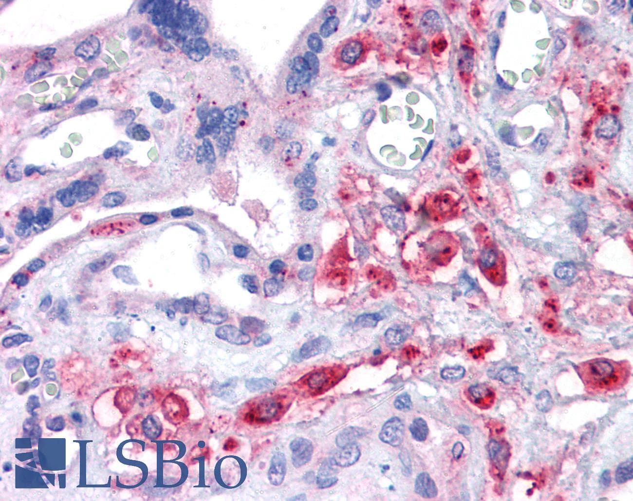 PathPlus™ SLC7A11 / XCT Antibody (aa215-229)