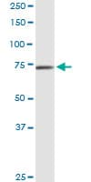 CAPN9 / Calpain 9 Antibody (clone 3A6)