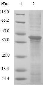 Human GLRX2 / Glutaredoxin 2 Protein (Recombinant GST, N-terminus)