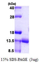 Human URM1 Protein (Recombinant His)