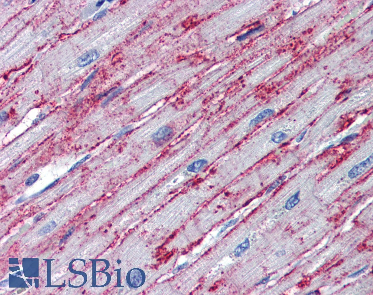 PNPT1 Antibody (aa489-538)