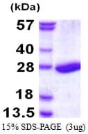 Human PSMB3 Protein (Recombinant His)