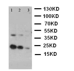 KITLG / SCF Antibody (aa26-44)