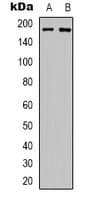 ERBB3 / HER3 Antibody (C-Terminus)