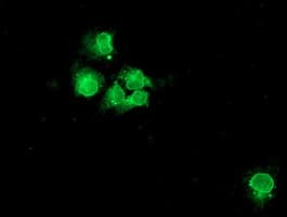 NPTN / SDR1 Antibody (clone OTI2F5)