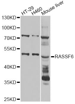 RASSF6 Antibody