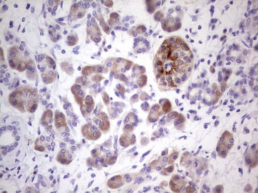 NUDT12 Antibody (aa1-251, clone OTI6F1)