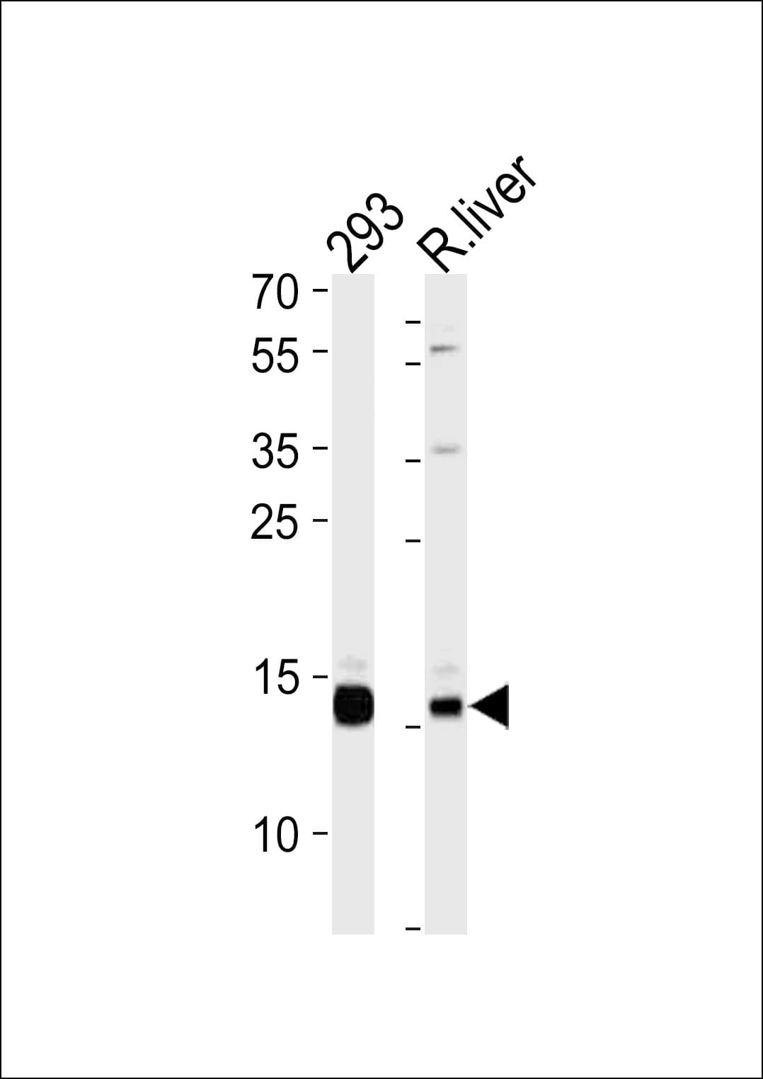 SUMO1 / SMT3 Antibody