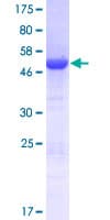 Human DCUN1D2 Protein (Recombinant GST)