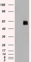 IHC-plus™ STK3 Antibody (clone 4G10)