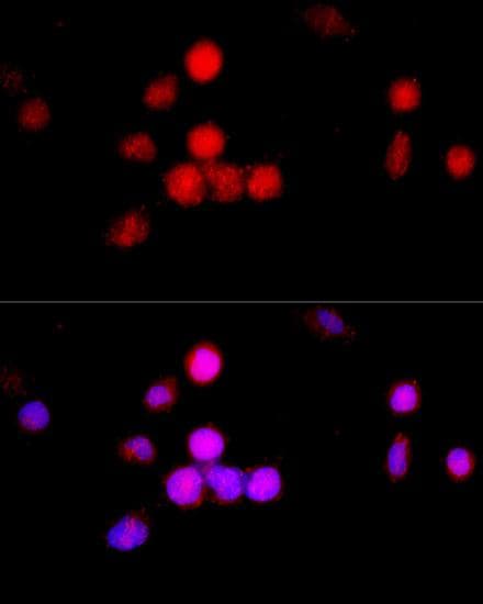 CCNA2 / Cyclin A2 Antibody