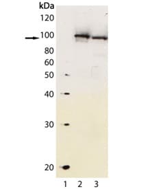 Polyclonal Rabbit anti-Mouse AHR Antibody (WB)