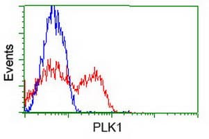 PLK1 / PLK-1 Antibody (clone OTI8C12)