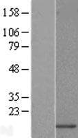 URM1 Protein (Over-Expression Lysate Myc-DDK (Flag))