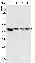 Monoclonal Mouse anti-Human MAP2K2 / MKK2 / MEK2 Antibody (clone 7F5, IF, WB)