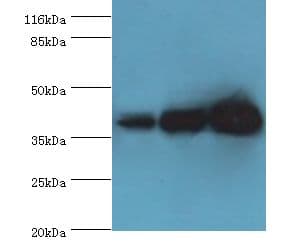 DNAJB5 Antibody