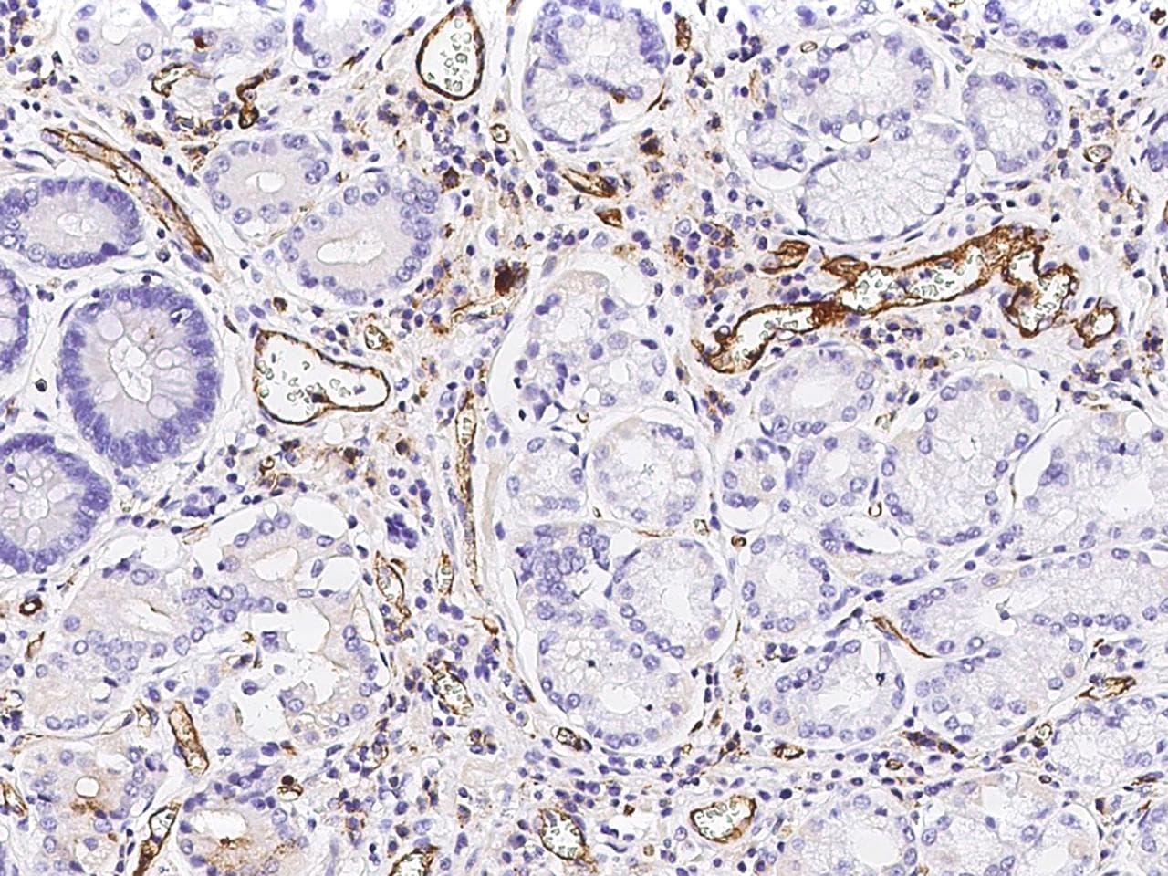 PECAM-1 / CD31 Antibody (clone 324, Preservative Free)