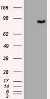 Prominin 2 / PROM2 Antibody (clone OTI5E5, Carrier-free)
