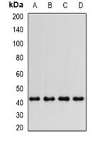 IHC-plus™ PTGES2 Antibody
