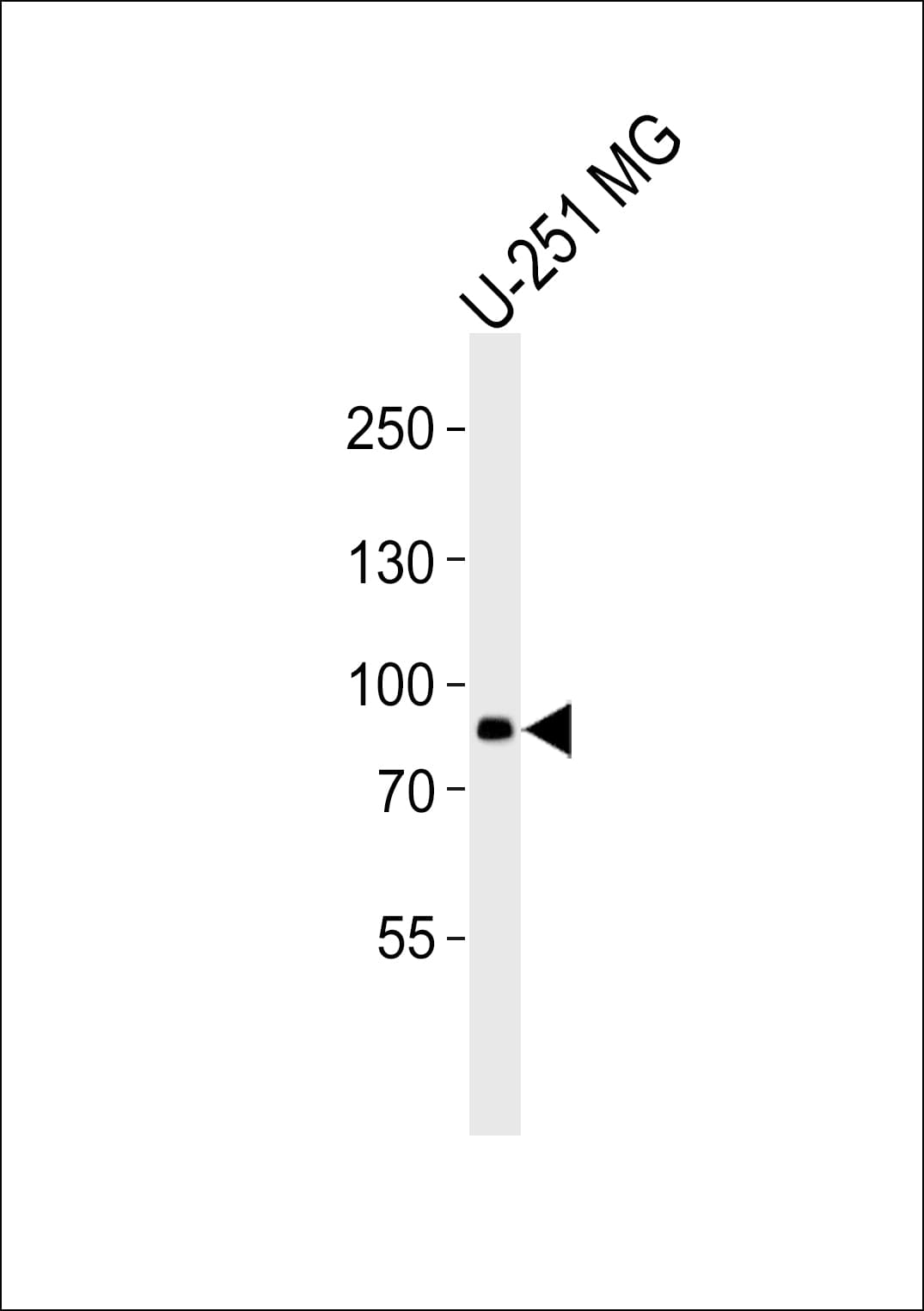RFX4 Antibody (aa58-89)