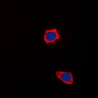 COX17 Antibody (N-Terminus)